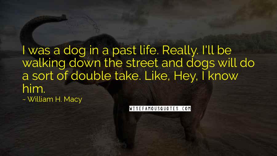 William H. Macy Quotes: I was a dog in a past life. Really. I'll be walking down the street and dogs will do a sort of double take. Like, Hey, I know him.