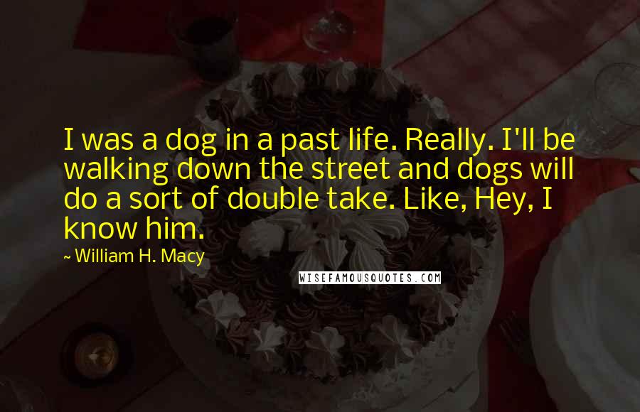 William H. Macy Quotes: I was a dog in a past life. Really. I'll be walking down the street and dogs will do a sort of double take. Like, Hey, I know him.