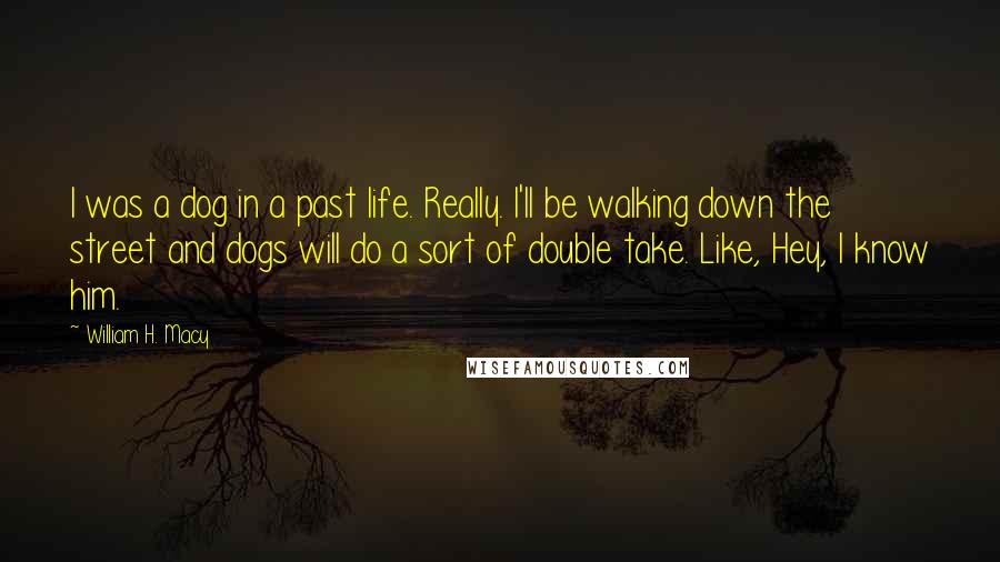 William H. Macy Quotes: I was a dog in a past life. Really. I'll be walking down the street and dogs will do a sort of double take. Like, Hey, I know him.