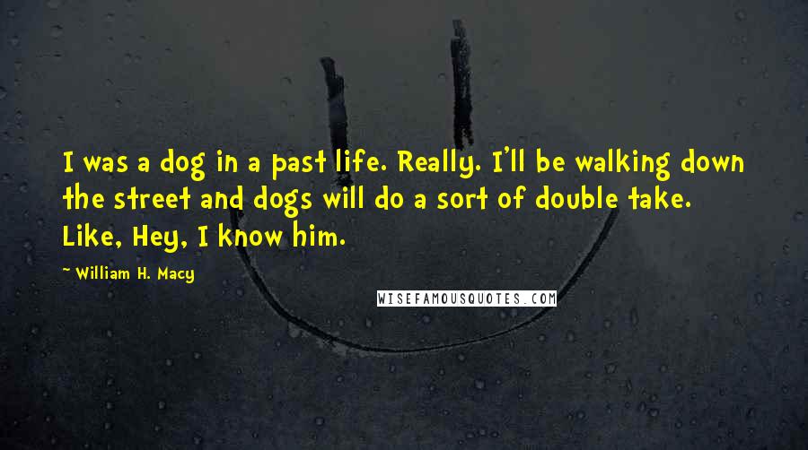 William H. Macy Quotes: I was a dog in a past life. Really. I'll be walking down the street and dogs will do a sort of double take. Like, Hey, I know him.