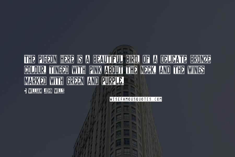 William John Wills Quotes: The pigeon here is a beautiful bird, of a delicate bronze colour, tinged with pink about the neck, and the wings marked with green and purple.