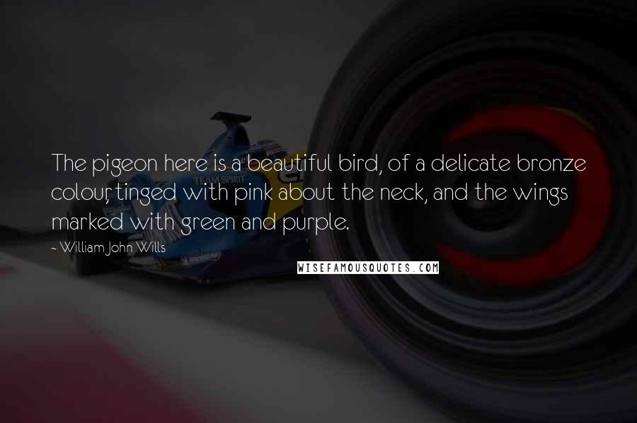 William John Wills Quotes: The pigeon here is a beautiful bird, of a delicate bronze colour, tinged with pink about the neck, and the wings marked with green and purple.