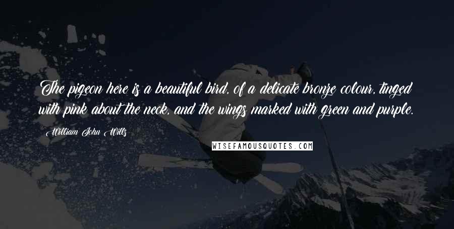 William John Wills Quotes: The pigeon here is a beautiful bird, of a delicate bronze colour, tinged with pink about the neck, and the wings marked with green and purple.