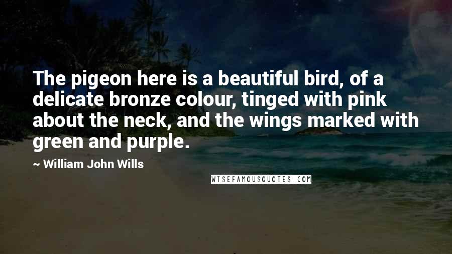 William John Wills Quotes: The pigeon here is a beautiful bird, of a delicate bronze colour, tinged with pink about the neck, and the wings marked with green and purple.