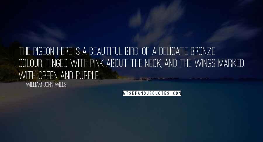 William John Wills Quotes: The pigeon here is a beautiful bird, of a delicate bronze colour, tinged with pink about the neck, and the wings marked with green and purple.