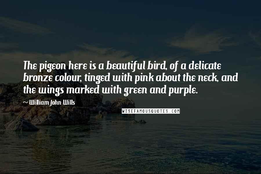 William John Wills Quotes: The pigeon here is a beautiful bird, of a delicate bronze colour, tinged with pink about the neck, and the wings marked with green and purple.