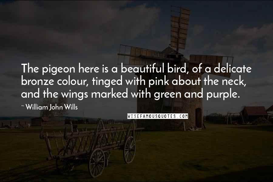 William John Wills Quotes: The pigeon here is a beautiful bird, of a delicate bronze colour, tinged with pink about the neck, and the wings marked with green and purple.