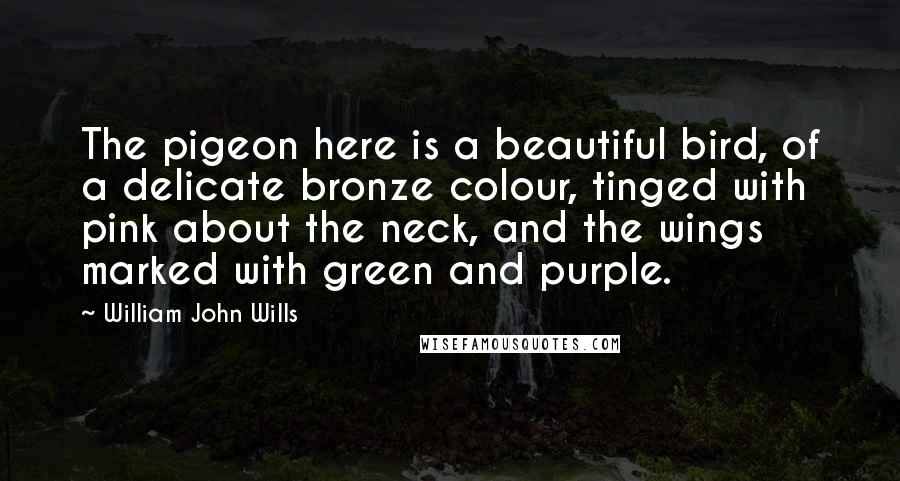 William John Wills Quotes: The pigeon here is a beautiful bird, of a delicate bronze colour, tinged with pink about the neck, and the wings marked with green and purple.