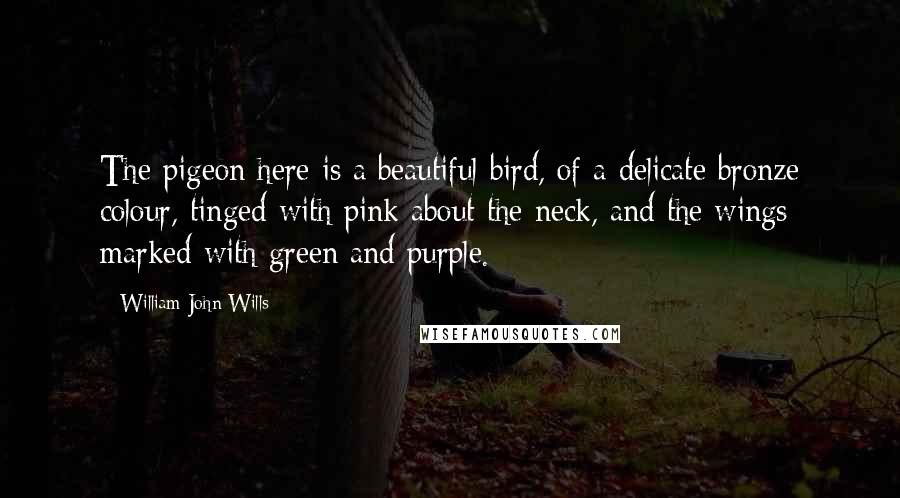 William John Wills Quotes: The pigeon here is a beautiful bird, of a delicate bronze colour, tinged with pink about the neck, and the wings marked with green and purple.