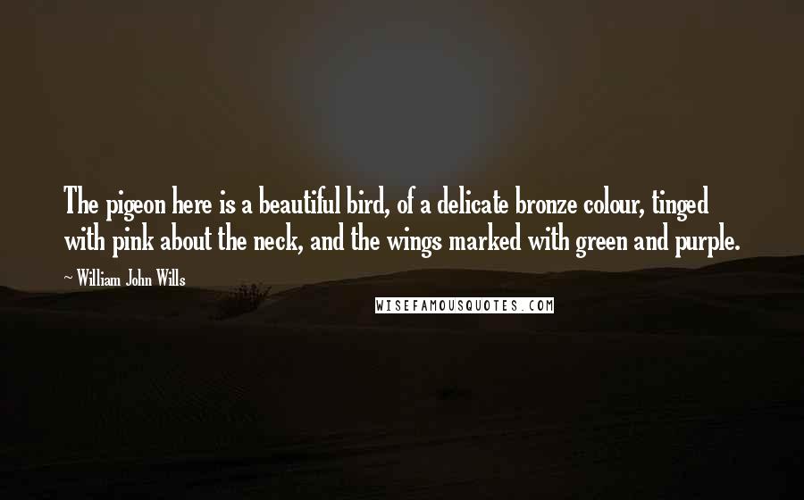 William John Wills Quotes: The pigeon here is a beautiful bird, of a delicate bronze colour, tinged with pink about the neck, and the wings marked with green and purple.