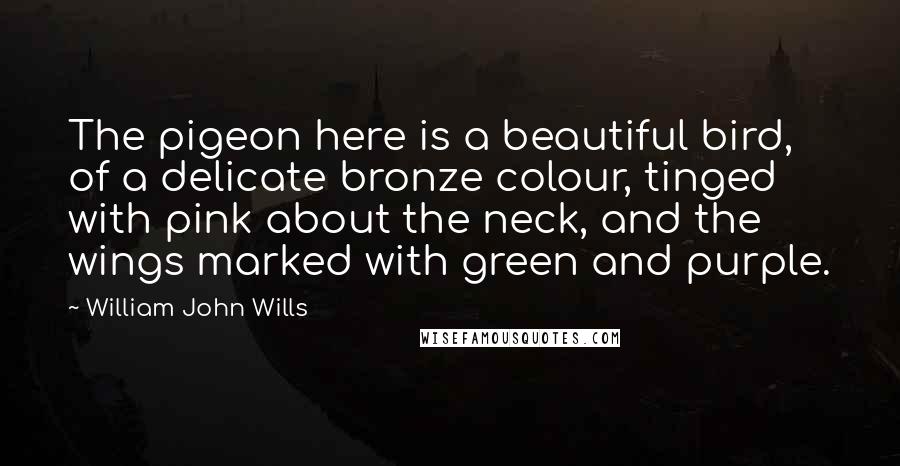 William John Wills Quotes: The pigeon here is a beautiful bird, of a delicate bronze colour, tinged with pink about the neck, and the wings marked with green and purple.