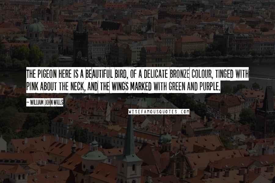 William John Wills Quotes: The pigeon here is a beautiful bird, of a delicate bronze colour, tinged with pink about the neck, and the wings marked with green and purple.