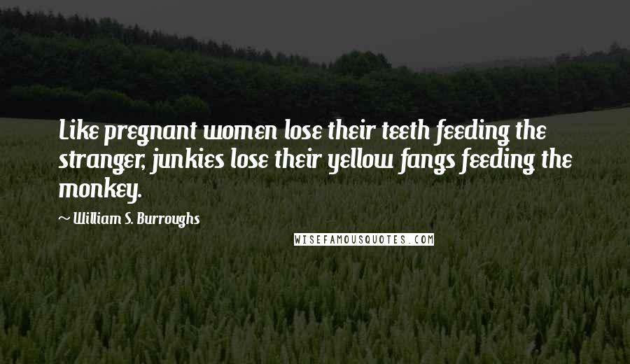 William S. Burroughs Quotes: Like pregnant women lose their teeth feeding the stranger, junkies lose their yellow fangs feeding the monkey.