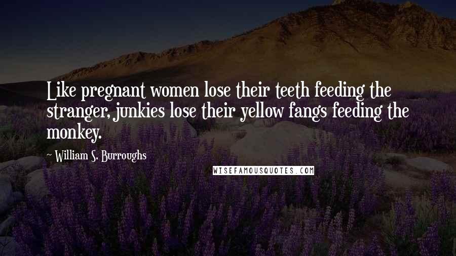 William S. Burroughs Quotes: Like pregnant women lose their teeth feeding the stranger, junkies lose their yellow fangs feeding the monkey.
