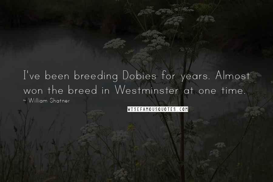 William Shatner Quotes: I've been breeding Dobies for years. Almost won the breed in Westminster at one time.