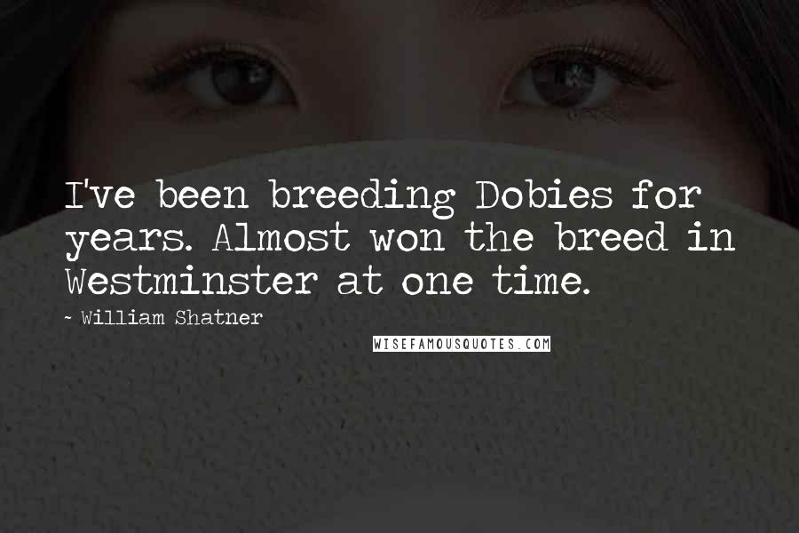 William Shatner Quotes: I've been breeding Dobies for years. Almost won the breed in Westminster at one time.