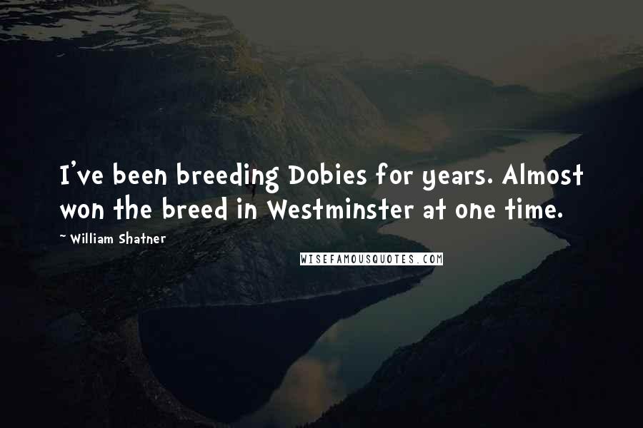 William Shatner Quotes: I've been breeding Dobies for years. Almost won the breed in Westminster at one time.