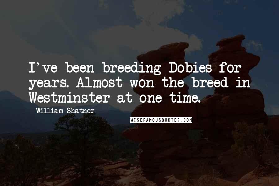 William Shatner Quotes: I've been breeding Dobies for years. Almost won the breed in Westminster at one time.