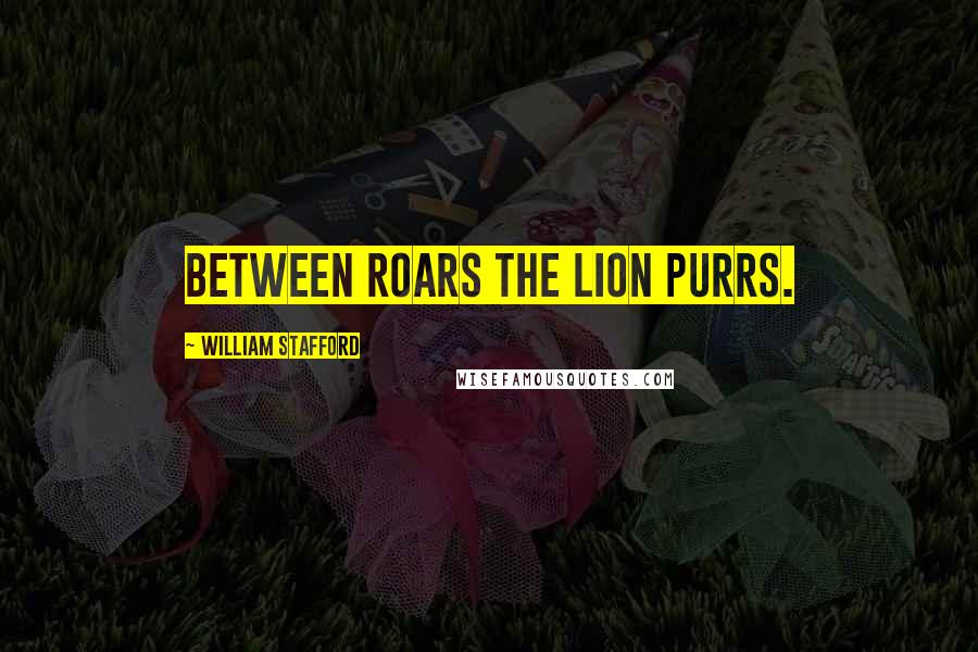 William Stafford Quotes: Between roars the lion purrs.