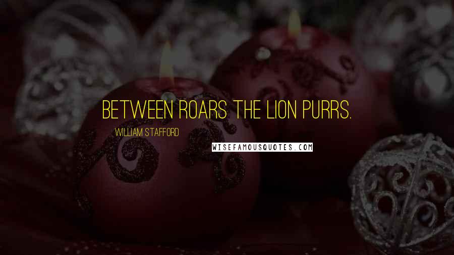 William Stafford Quotes: Between roars the lion purrs.