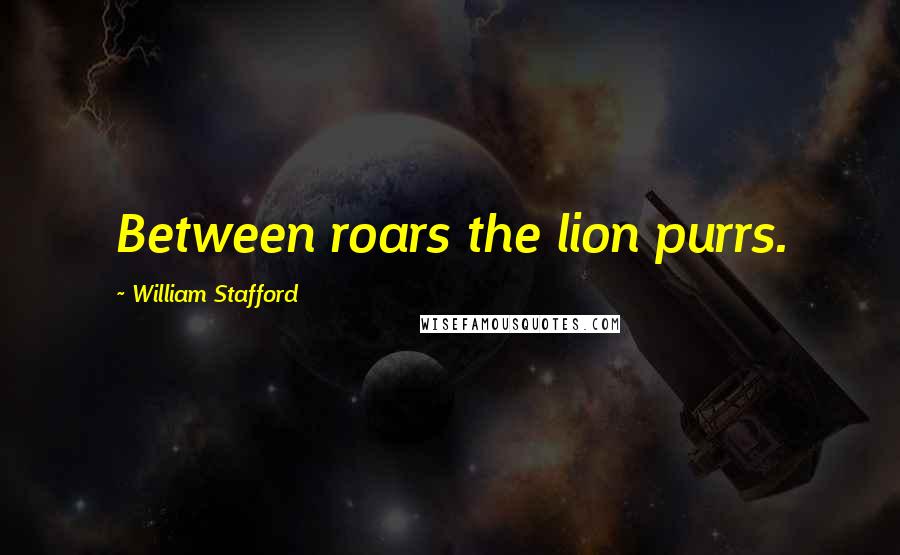 William Stafford Quotes: Between roars the lion purrs.