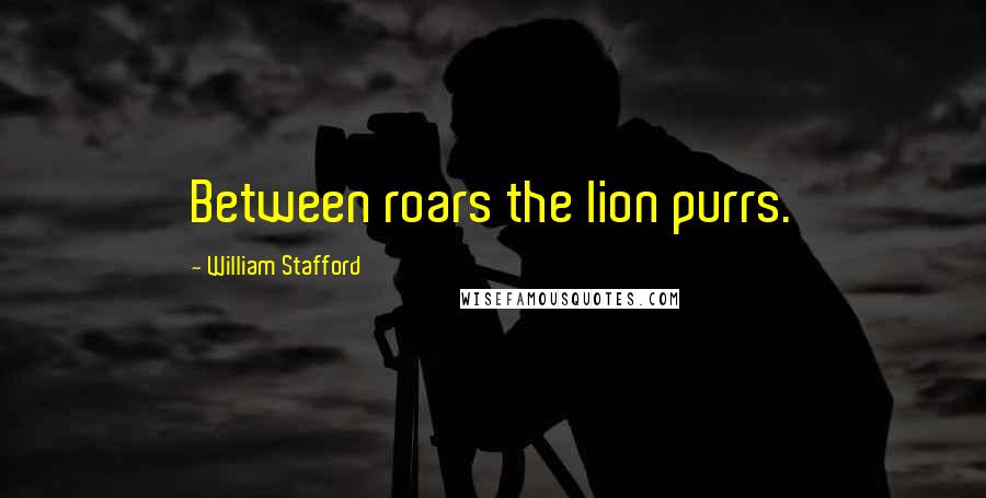 William Stafford Quotes: Between roars the lion purrs.