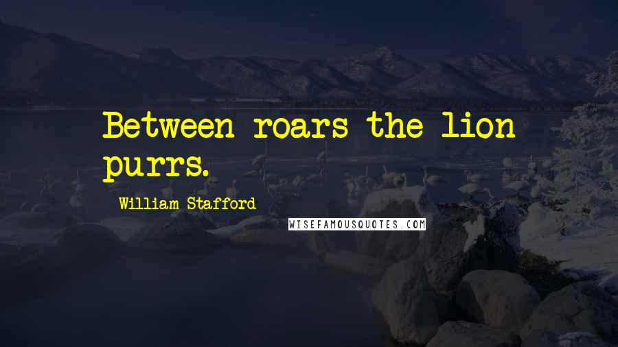 William Stafford Quotes: Between roars the lion purrs.