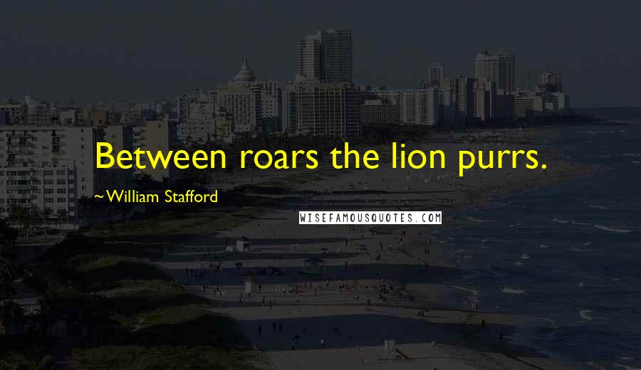 William Stafford Quotes: Between roars the lion purrs.