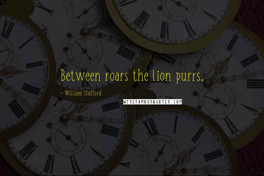 William Stafford Quotes: Between roars the lion purrs.