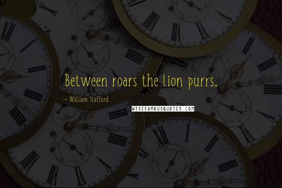 William Stafford Quotes: Between roars the lion purrs.