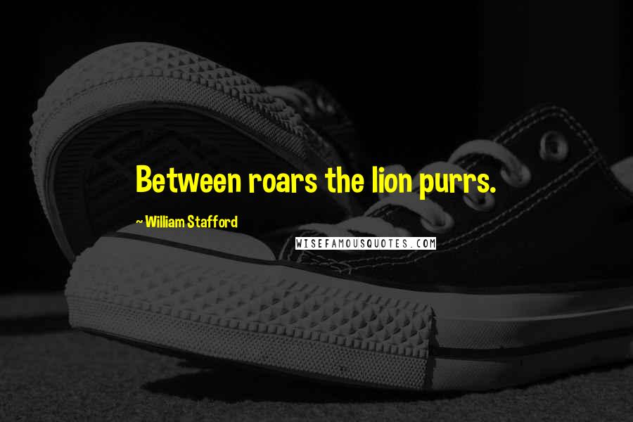 William Stafford Quotes: Between roars the lion purrs.