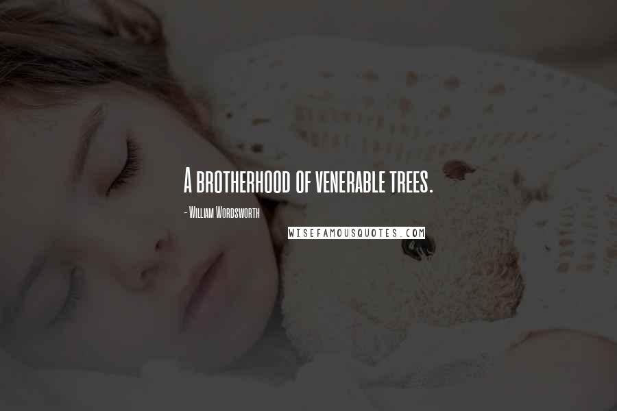 William Wordsworth Quotes: A brotherhood of venerable trees.
