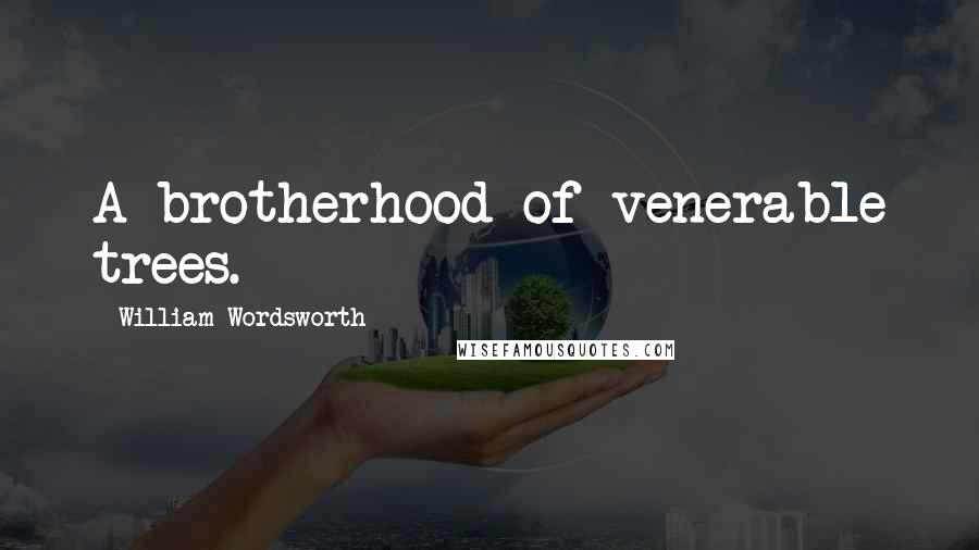 William Wordsworth Quotes: A brotherhood of venerable trees.