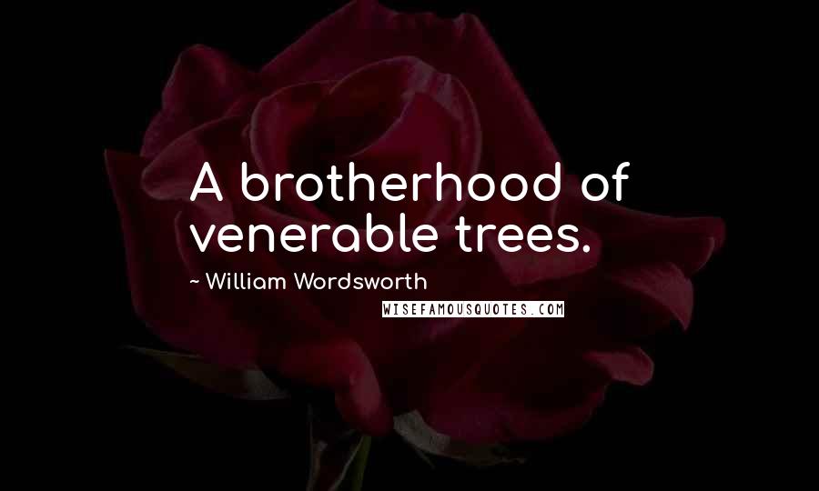 William Wordsworth Quotes: A brotherhood of venerable trees.