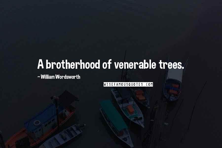 William Wordsworth Quotes: A brotherhood of venerable trees.