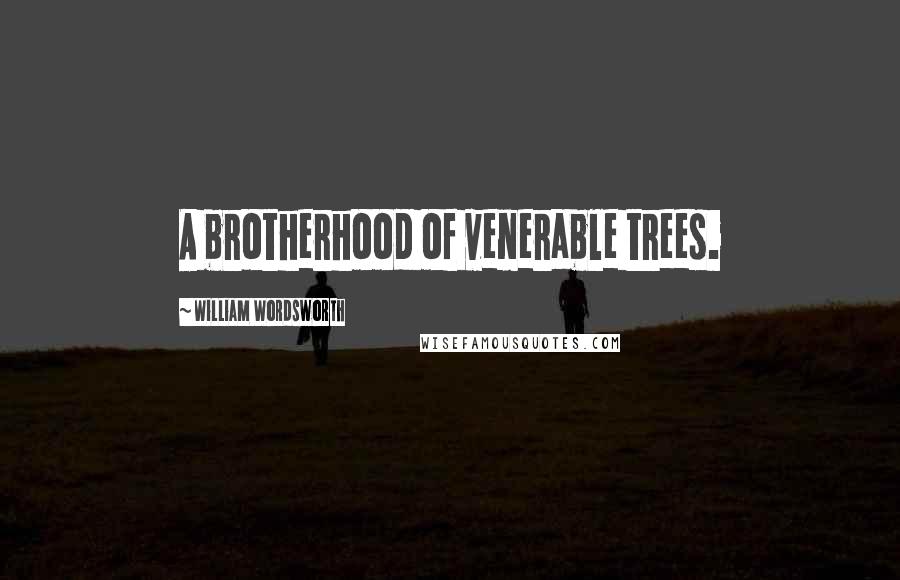 William Wordsworth Quotes: A brotherhood of venerable trees.