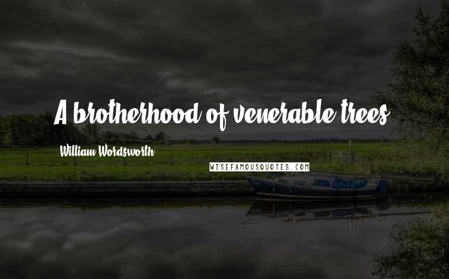 William Wordsworth Quotes: A brotherhood of venerable trees.