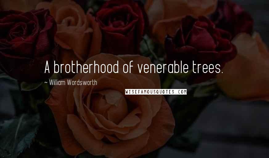 William Wordsworth Quotes: A brotherhood of venerable trees.