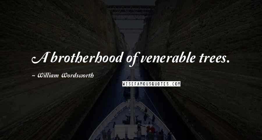 William Wordsworth Quotes: A brotherhood of venerable trees.