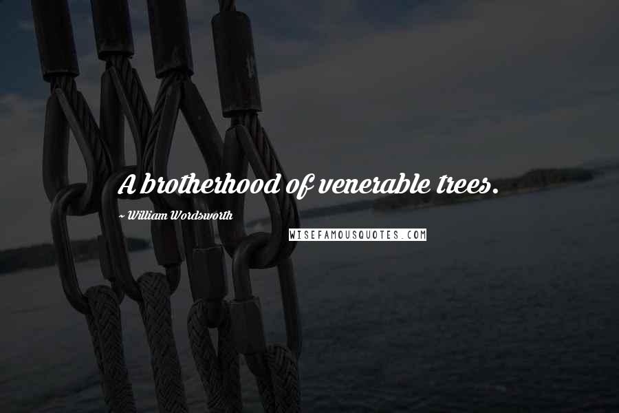 William Wordsworth Quotes: A brotherhood of venerable trees.