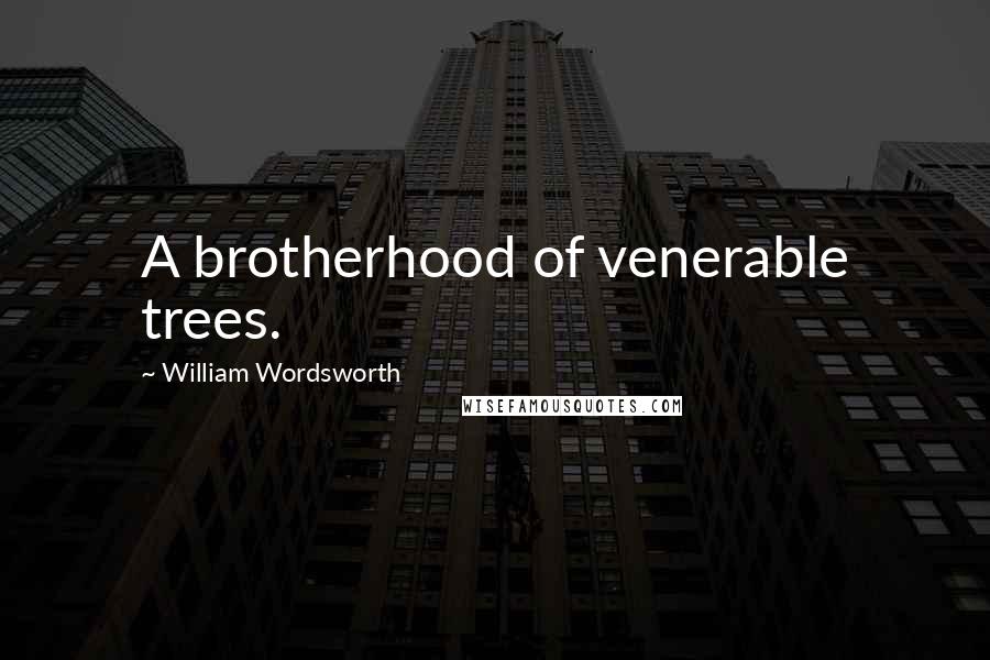 William Wordsworth Quotes: A brotherhood of venerable trees.
