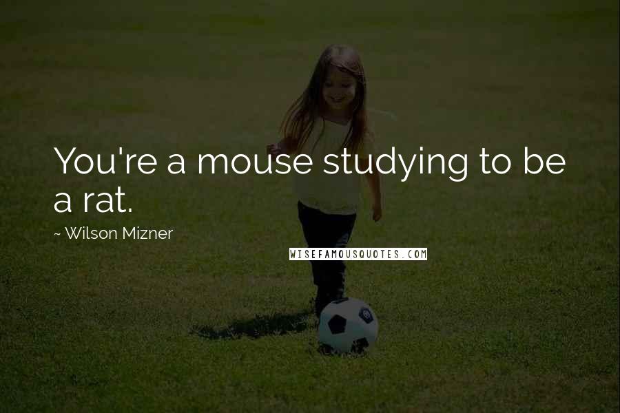 Wilson Mizner Quotes: You're a mouse studying to be a rat.