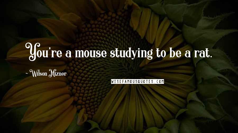 Wilson Mizner Quotes: You're a mouse studying to be a rat.