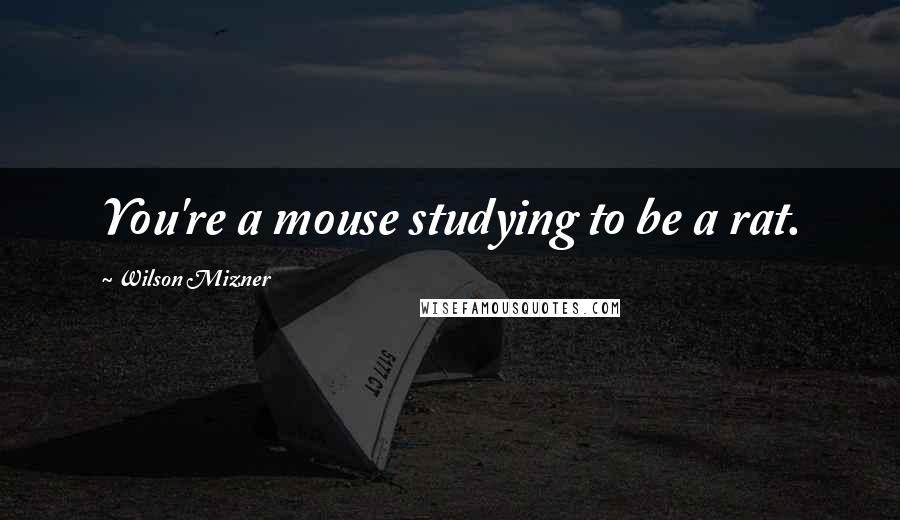 Wilson Mizner Quotes: You're a mouse studying to be a rat.