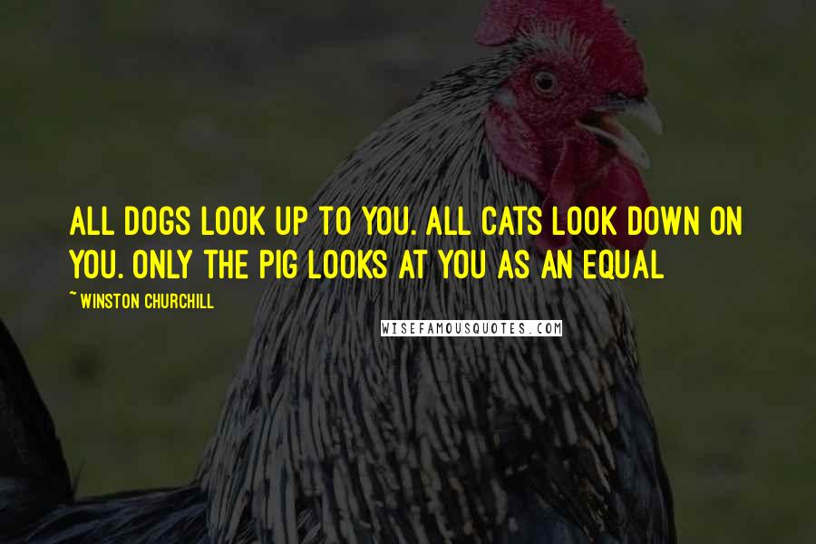 Winston Churchill Quotes: All dogs look up to you. All cats look down on you. Only the pig looks at you as an equal