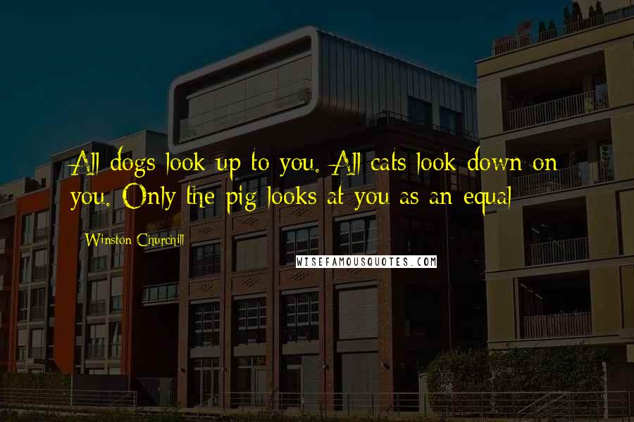 Winston Churchill Quotes: All dogs look up to you. All cats look down on you. Only the pig looks at you as an equal