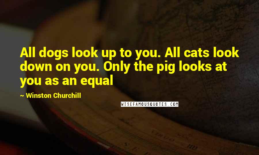 Winston Churchill Quotes: All dogs look up to you. All cats look down on you. Only the pig looks at you as an equal