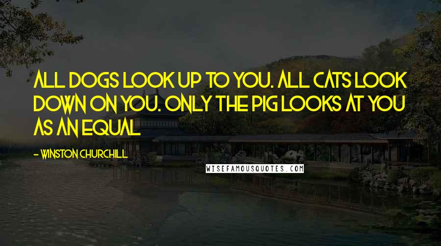 Winston Churchill Quotes: All dogs look up to you. All cats look down on you. Only the pig looks at you as an equal