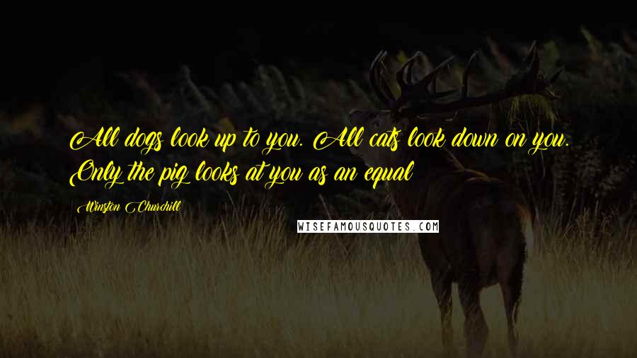 Winston Churchill Quotes: All dogs look up to you. All cats look down on you. Only the pig looks at you as an equal