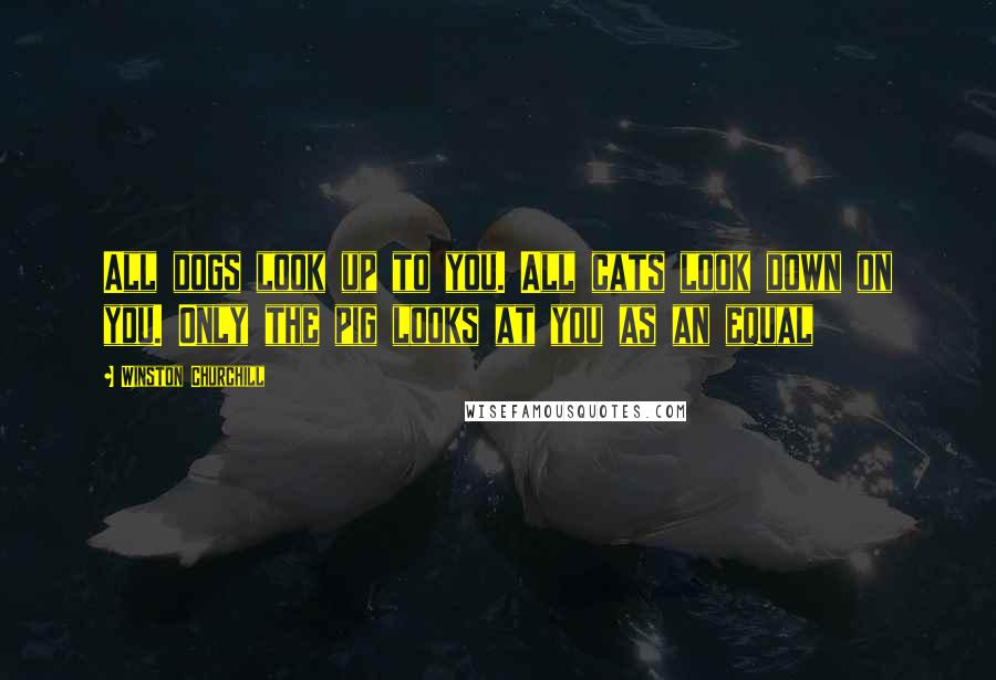 Winston Churchill Quotes: All dogs look up to you. All cats look down on you. Only the pig looks at you as an equal
